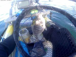 Black Seabream