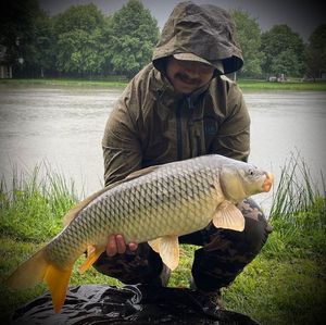 Common Carp