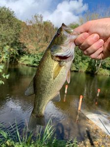 Largemouth Bass