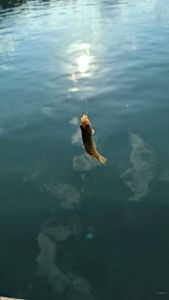 Green Sunfish