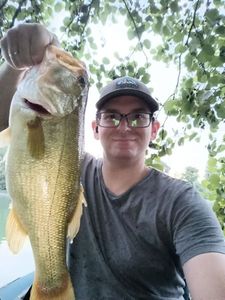 Largemouth Bass