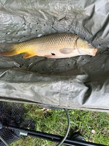 Common Carp