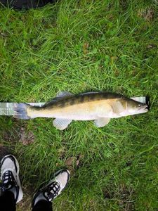 Zander