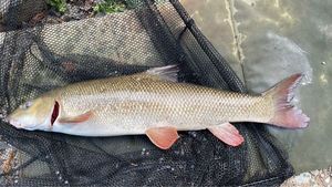 Barbel