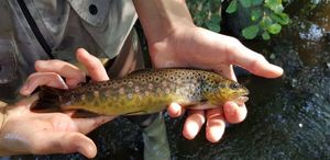 Brown Trout