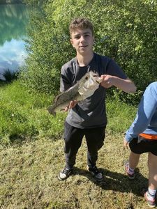 Largemouth Bass