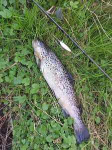 Rainbow Trout