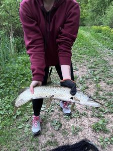 Northern Pike