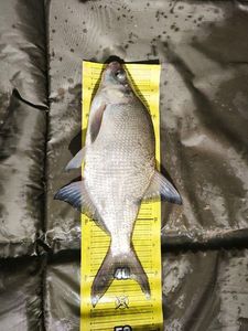 White bream