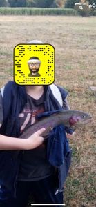 Rainbow Trout