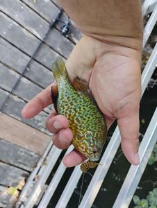 Green Sunfish
