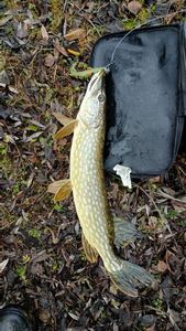 Northern Pike