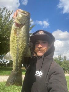 Largemouth Bass