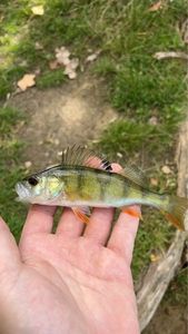 European Perch