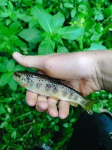 Brown Trout