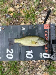 Largemouth Bass