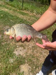 Crucian Carp