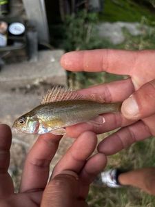 Ruffe