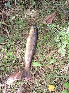Brown Trout