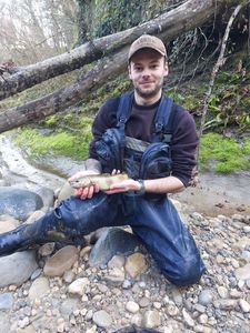 Brown Trout