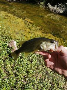 Largemouth Bass