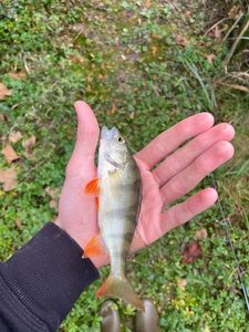 European Perch