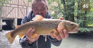 Brown Trout