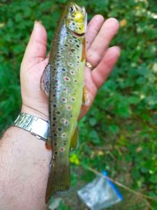 Brown Trout