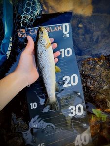 Brown Trout