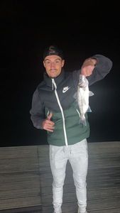 European Bass (Seabass)