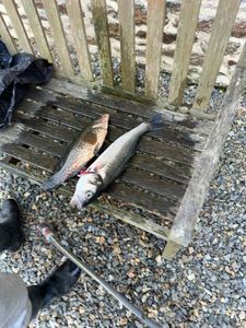 European Bass (Seabass)