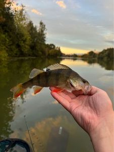 European Perch