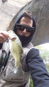 Largemouth Bass