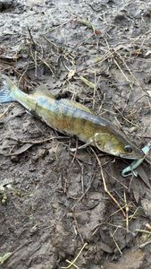 Zander