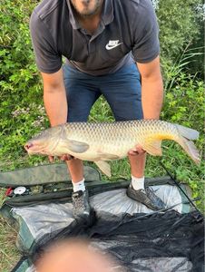 Common Carp