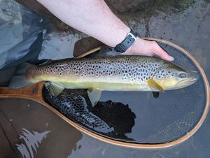 Brown Trout