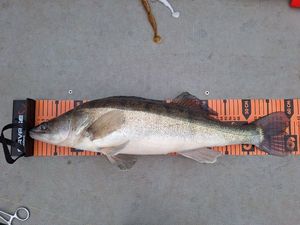 Zander