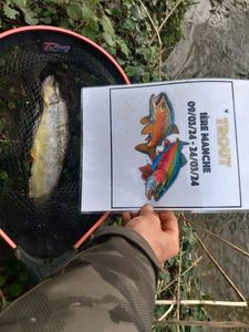 Brown Trout