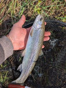Rainbow Trout