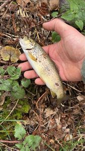 Brown Trout