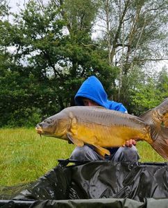 Mirror Carp