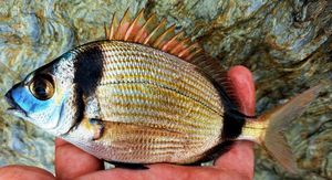 Common Two-Banded Seabream