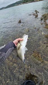 European Bass (Seabass)