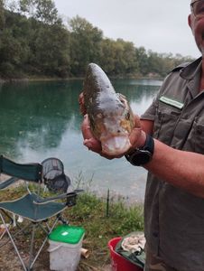 Common Bream