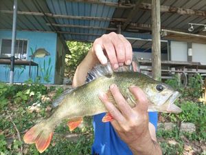 European Perch