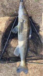 Zander