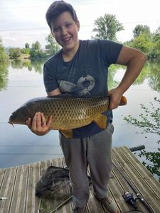 Common Carp