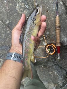 Brown Trout