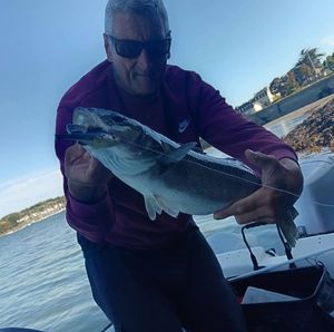 European Bass (Seabass)