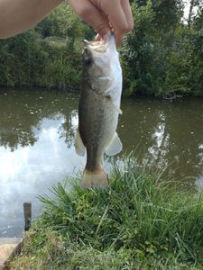 Largemouth Bass